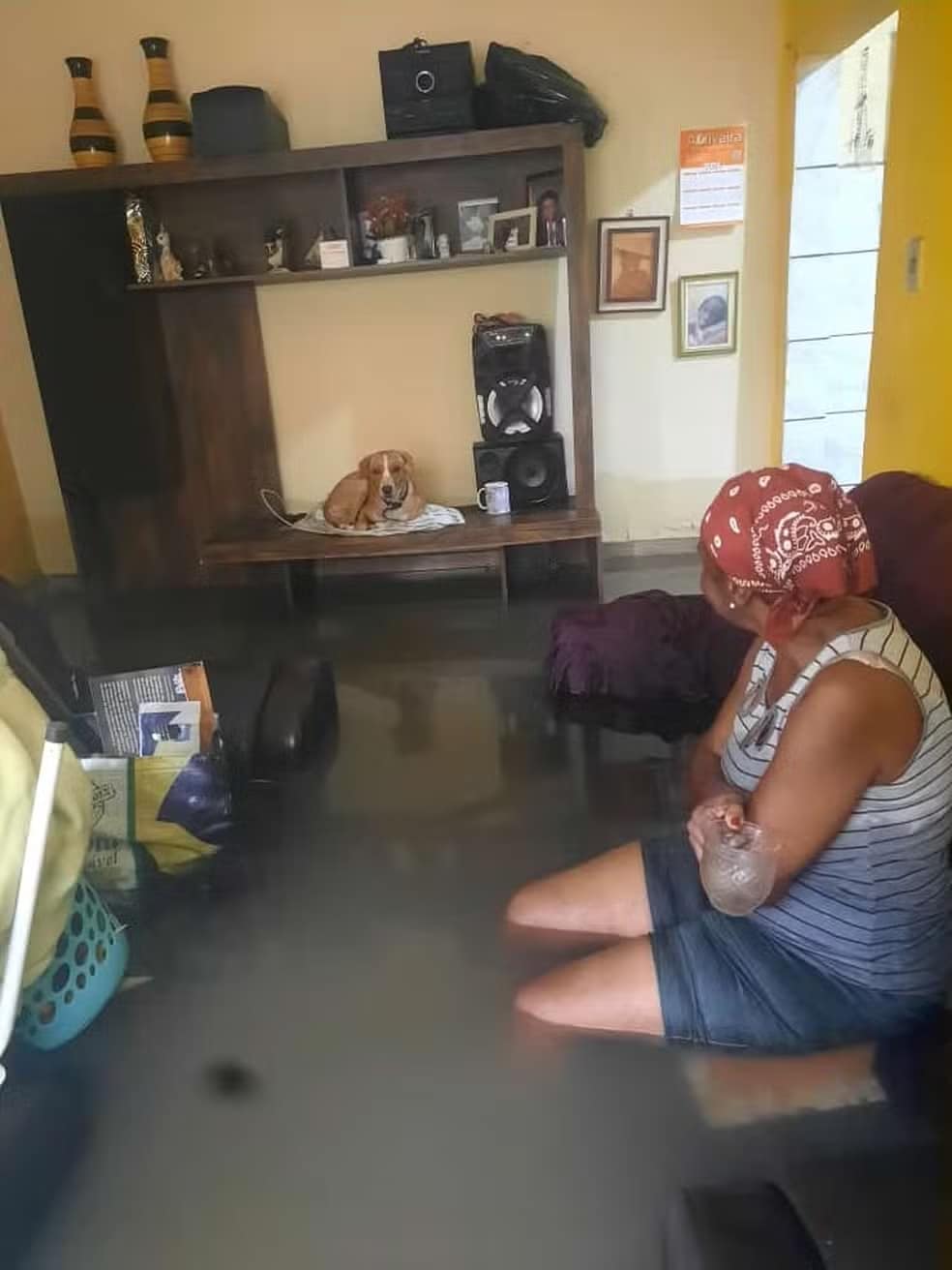 psicologiasdobrasil.com.br - Idosa que teve casa alagada e salvou cachorro ganha mais de R$ 100 mil arrecadados em vaquinha