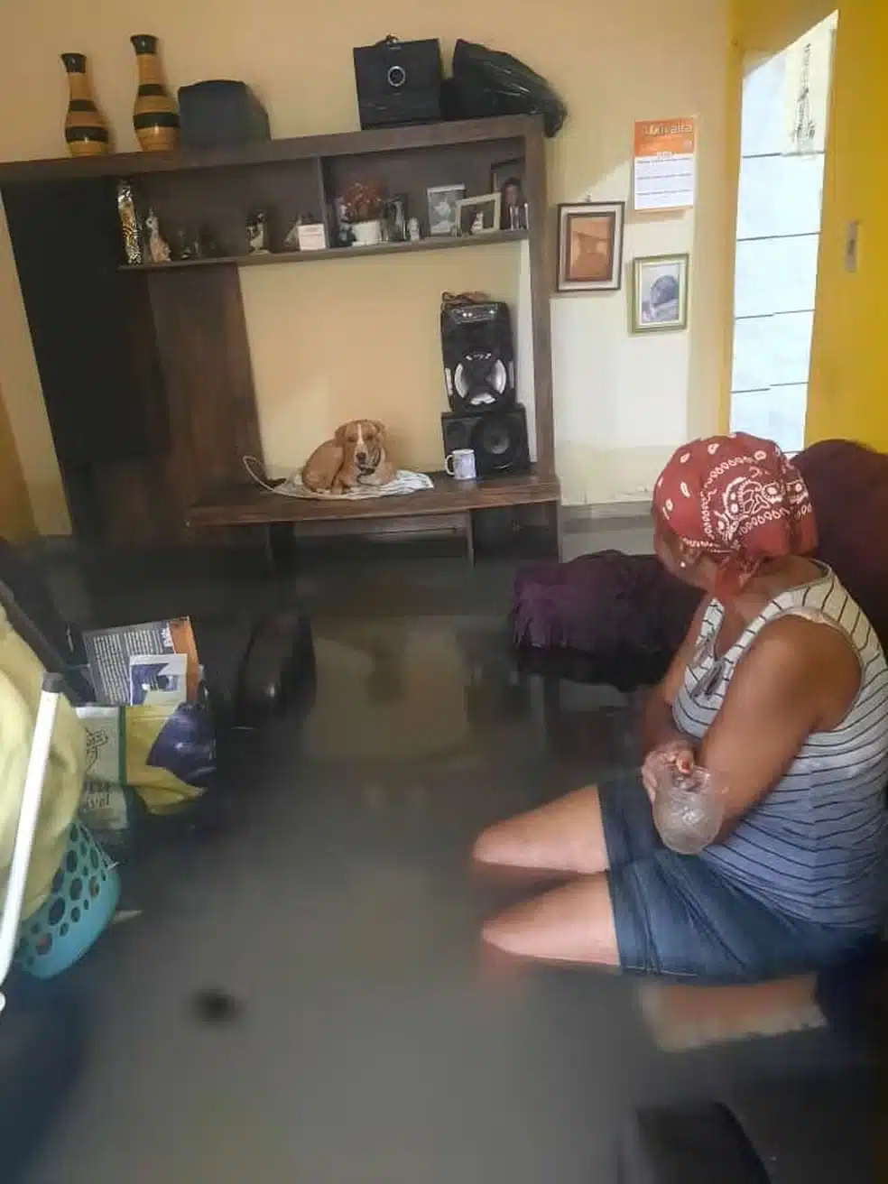 psicologiasdobrasil.com.br - Idosa que teve casa alagada e salvou cachorro ganha mais de R$ 100 mil arrecadados em vaquinha