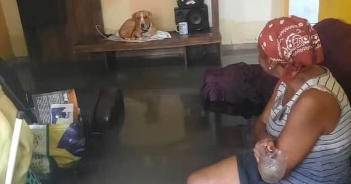 Idosa que teve casa alagada e salvou cachorro ganha mais de R$ 100 mil arrecadados em vaquinha