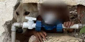 Mãe irá responder por abandono após deixar filho de 2 anos sozinho com o cachorro