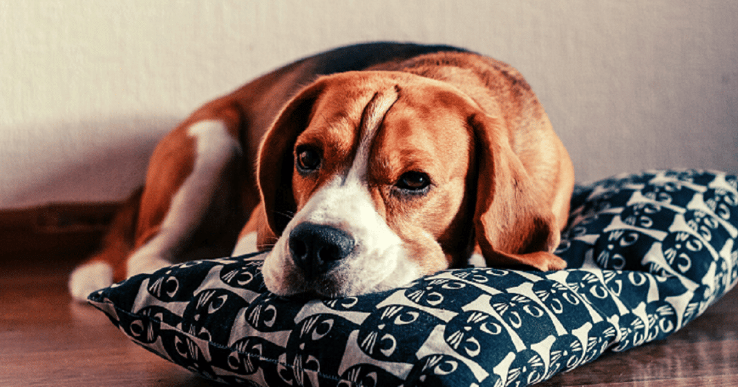 Rapaz recebe ultimato de namorada: “Ou a cachorrinha ou eu”