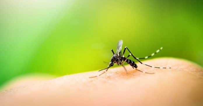 Niterói consegue reduzir casos em 70% com bactéria bloqueadora em mosquitos