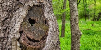 Você sabe o que é pareidolia?