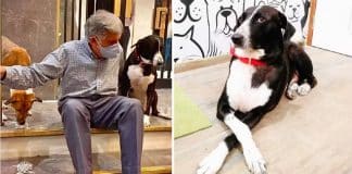 Empresário surpreende ao deixar R$ 673,5 milhões de herança para cachorro, mordomo e cozinheiro