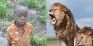 Menino de 8 anos é resgatado com vida após passar 5 dias perdido em parque com mais de 40 leões, no Zimbábue