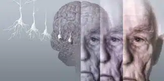 Novo estudo descobre hábito que pode envelhecer o cérebro em até três anos Novo estudo descobre hábito que pode envelhecer o cérebro em até três anos