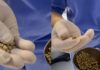 psicologiasdobrasil.com.br -