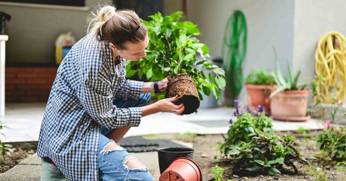 O que a Psicologia diz sobre pessoas que tem muitas plantas dentro de casa