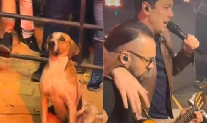 Em show sertanejo, cachorro caramelo rouba a cena e acaba adotado por cantor da dupla João Bosco & Vinicius