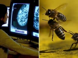 Descoberta surpreendente no veneno das abelhas pode trazer a cura para o câncer – veja o que a ciência descobriu Descoberta surpreendente no veneno das abelhas pode trazer a cura para o câncer - veja o que a ciência descobriu