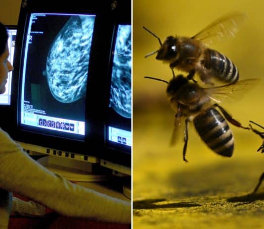 Descoberta surpreendente no veneno das abelhas pode trazer a cura para o câncer – veja o que a ciência descobriu Descoberta surpreendente no veneno das abelhas pode trazer a cura para o câncer - veja o que a ciência descobriu