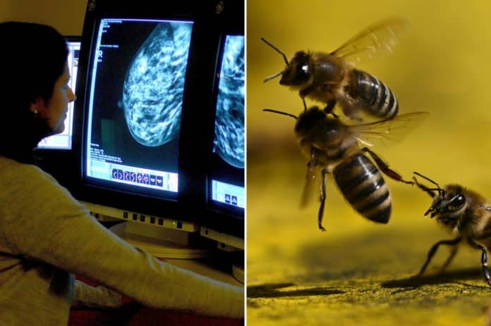 Descoberta surpreendente no veneno das abelhas pode trazer a cura para o câncer – veja o que a ciência descobriu