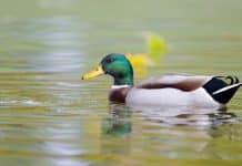 As pessoas parecem calmas, mas estão à beira do colapso: o alerta da Síndrome do Pato Flutuante
