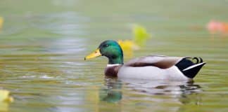As pessoas parecem calmas, mas estão à beira do colapso: o alerta da Síndrome do Pato Flutuante