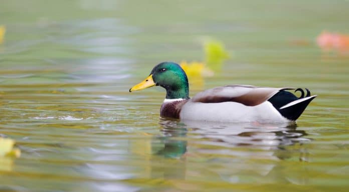 As pessoas parecem calmas, mas estão à beira do colapso: o alerta da Síndrome do Pato Flutuante