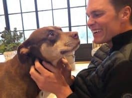 Tom Brady surpreende fãs ao revelar que clonou sua cachorra após a morte — e mostra o resultado Tom Brady surpreende fãs ao revelar que clonou sua cachorra após a morte — e mostra o resultado