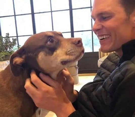 Tom Brady surpreende fãs ao revelar que clonou sua cachorra após a morte — e mostra o resultado Tom Brady surpreende fãs ao revelar que clonou sua cachorra após a morte — e mostra o resultado