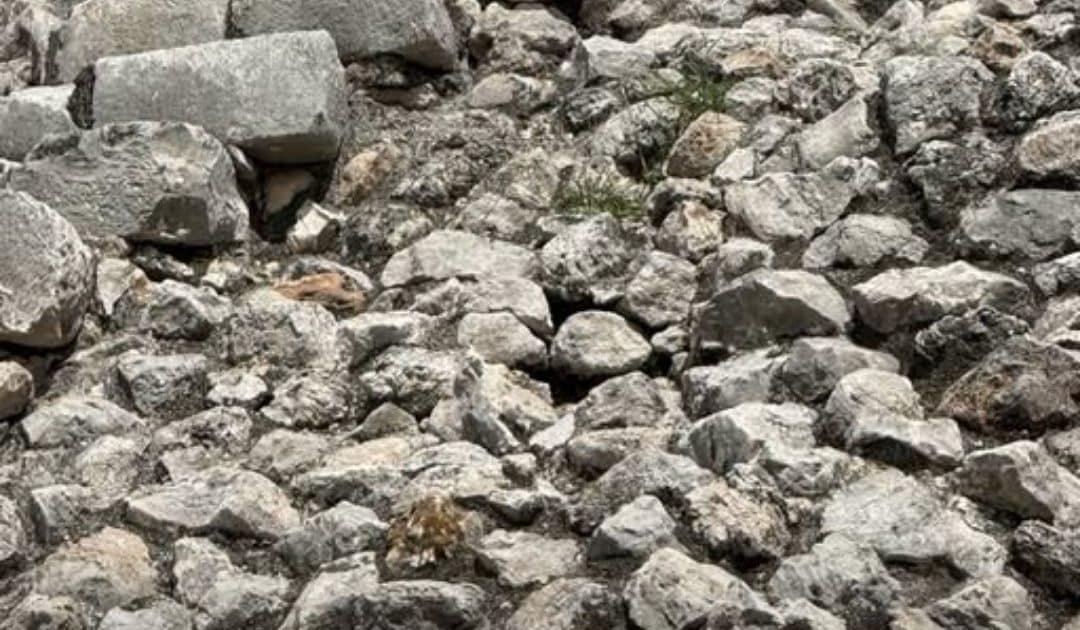 psicologiasdobrasil.com.br - Essa iguana est&aacute; bem na sua frente, mas 90% das pessoas n&atilde;o conseguem enxergar