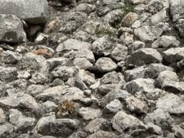 Essa iguana está bem na sua frente, mas 90% das pessoas não conseguem enxergar