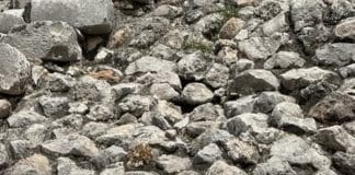 Essa iguana está bem na sua frente, mas 90% das pessoas não conseguem enxergar