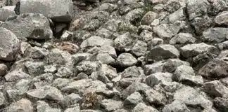 Essa iguana está bem na sua frente, mas 90% das pessoas não conseguem enxergar Essa iguana está bem na sua frente, mas 90% das pessoas não conseguem enxergar