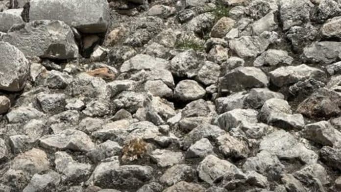 Essa iguana está bem na sua frente, mas 90% das pessoas não conseguem enxergar