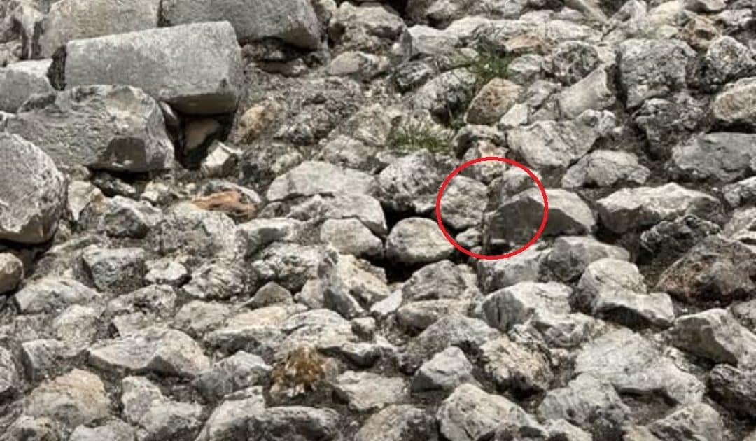 psicologiasdobrasil.com.br - Essa iguana est&aacute; bem na sua frente, mas 90% das pessoas n&atilde;o conseguem enxergar