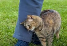 Quando um gato se esfrega em você, ele está tentando dizer algo — e muita gente interpreta isso errado Quando um gato se esfrega em você isso é o que significa