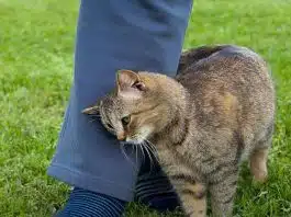 Quando um gato se esfrega em você, ele está tentando dizer algo — e muita gente interpreta isso errado Quando um gato se esfrega em você isso é o que significa