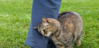 Quando um gato se esfrega em você isso é o que significa