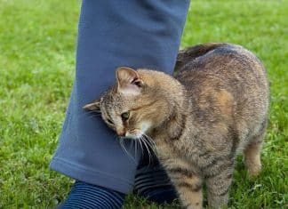 psicologiasdobrasil.com.br -