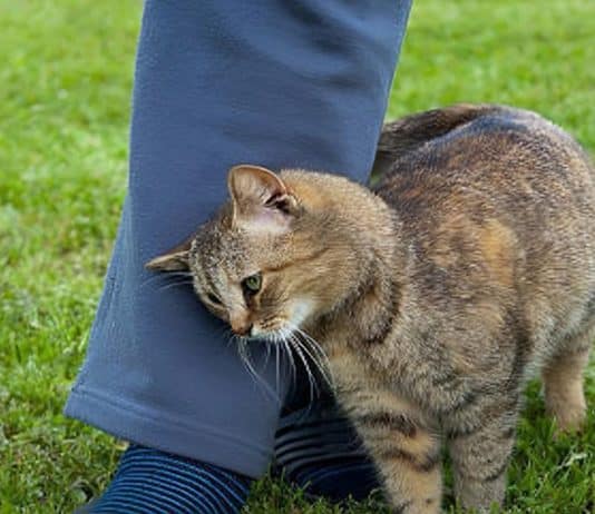 Quando um gato se esfrega em você isso é o que significa