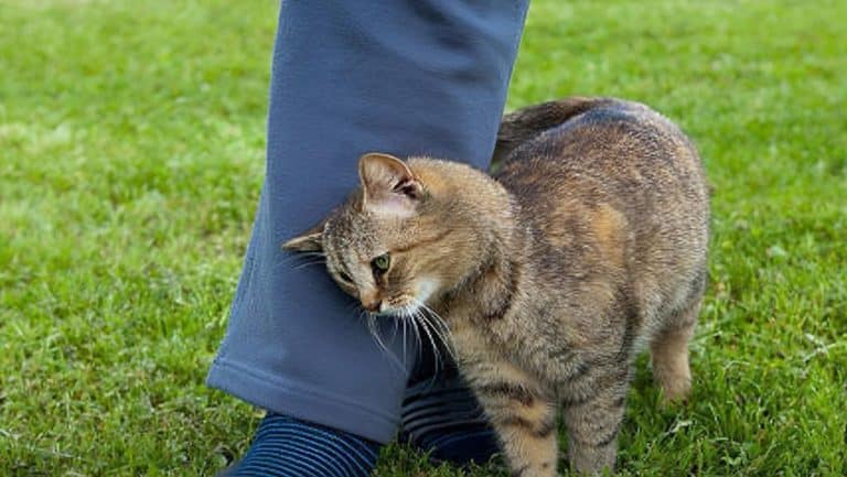 Quando um gato se esfrega em você, ele está tentando dizer algo — e muita gente interpreta isso errado