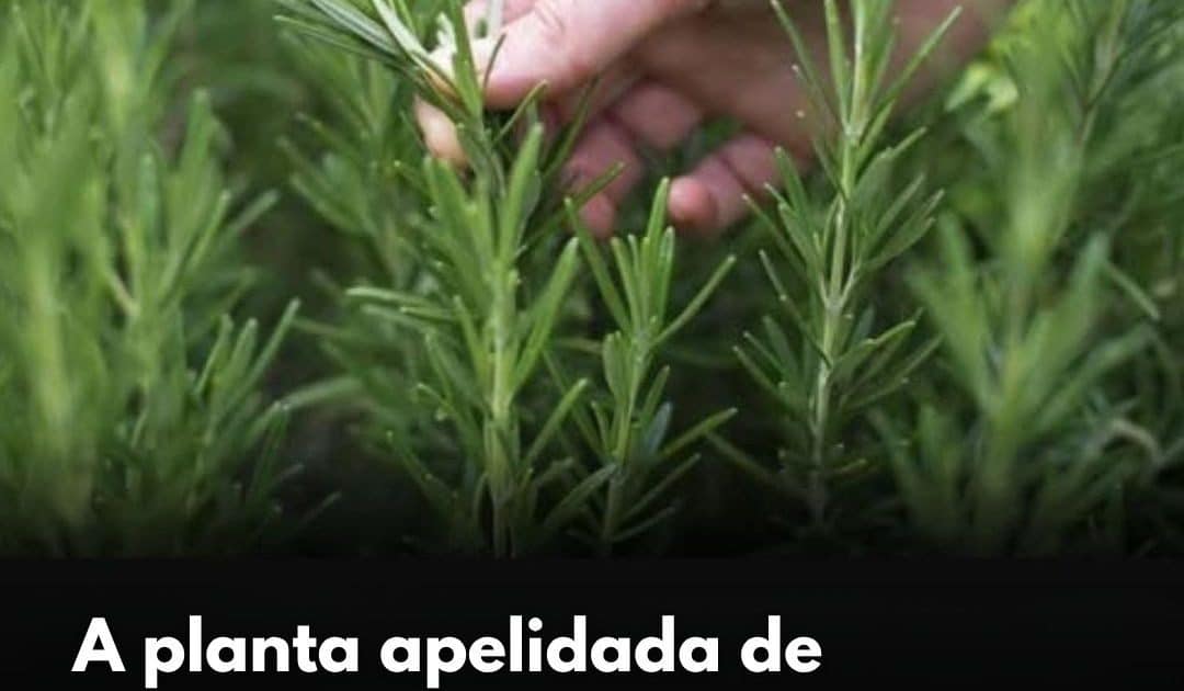 a-planta-apelidada-de-morfina-natural-alivia-dores-musculares-nas-articulacoes-reumatismo-e-ate-gota