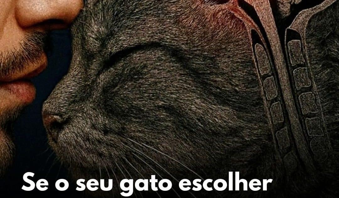 seu-gato-aparece-na-sua-cama-a-noite-o-comportamento-pode-ter-um-significado-inesperado
